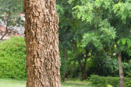 Trees in the park to see the surface of the bark.の写真素材