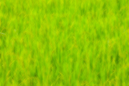 The rice plant in rice field blur.の写真素材