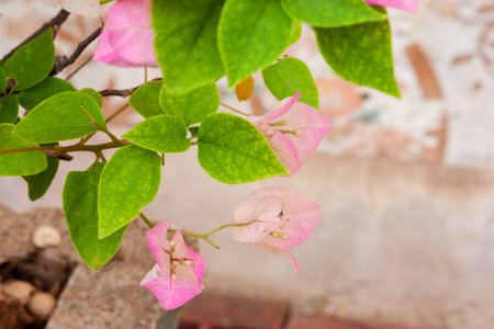 Magenta bougainvillea has a background as a concrete floorの写真素材