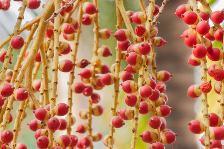 Close-up of Red sealing wax palm tree in the garden.の写真素材