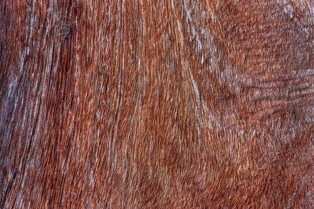 Close-up of a pattern of teak wood.の写真素材