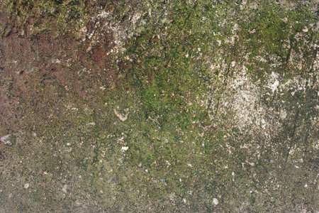 Wall with green stains and dirt on the surfaceの写真素材