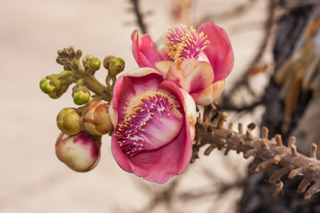 Flower Sal Tree - background blur.の写真素材