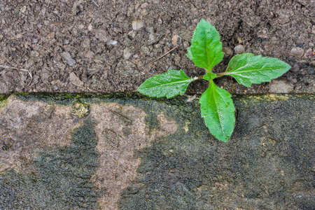 Green seedling growing out of soilの写真素材