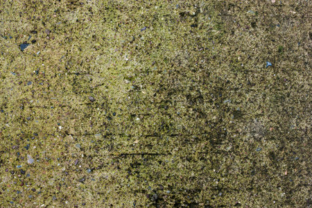 Wall with green stains and dirt on the surfaceの写真素材