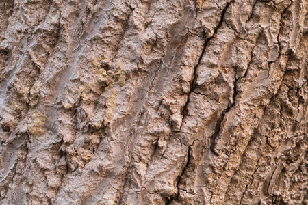 Close up of the surface of the bark.の写真素材
