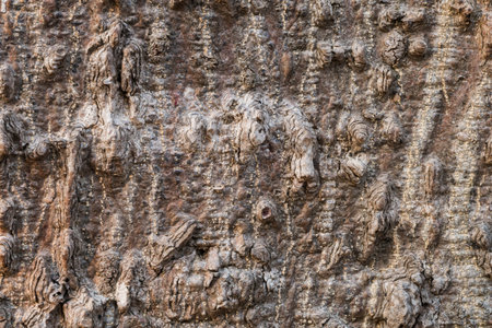 Close up of the surface of the bark.の写真素材