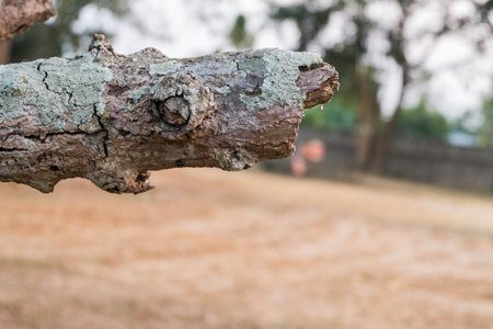 Dry timber background blur. Background.の写真素材