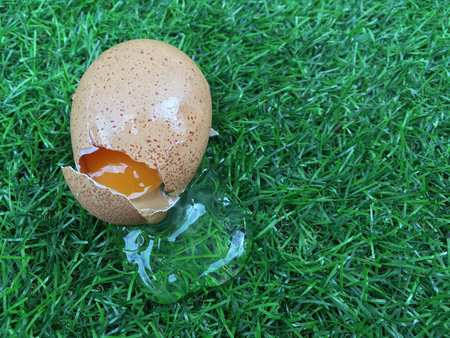 broken egg on the grass field
