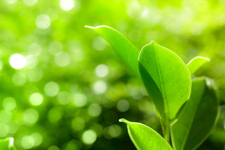 green leaf texture use in background, nature concept
の写真素材