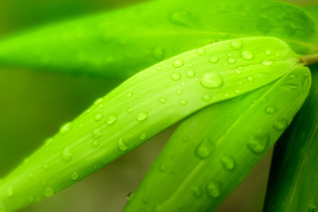 Water drop on green leaf use in background, nature concept
の写真素材