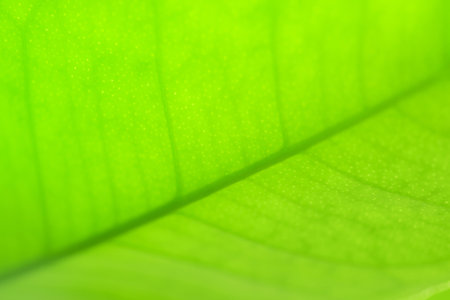 Closeup green leaf texture use in background or wallpaper, nature conceptの写真素材