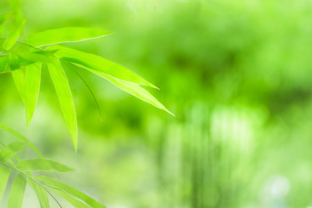 Nature concept, bright leaves texture  use in background or wallpaper. の写真素材