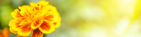 Closeup view of natural yellow flower in garden against green blur background and sunlight with copy space using as background natural cover page concept.の写真素材