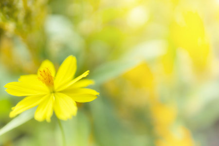 Closeup view of natural yellow flower in garden against green blur background and sunlight with copy space using as background natural cover page concept.の写真素材