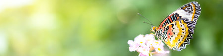 butterfly on pink flower in garden against green blur background and sunlight with copy space using as background natural cover page concept.の写真素材