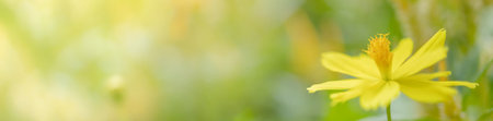 Closeup view of natural yellow flower in garden against green blur background and sunlight with copy space using as background natural cover page concept.の写真素材