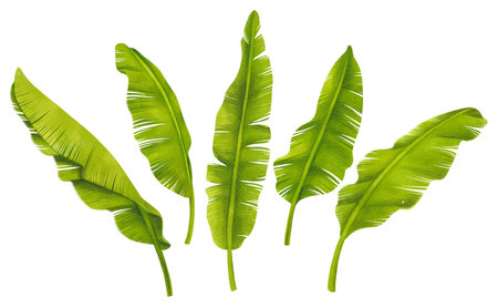 Banana Leaves Set watercolor styles element illustrationsの写真素材