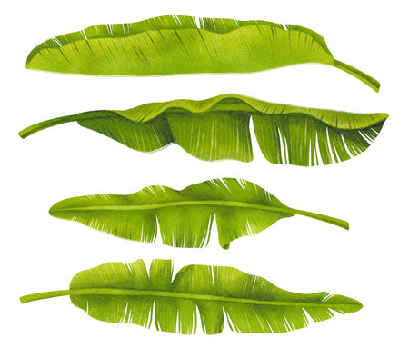 Banana Leaves Set watercolor styles element illustrationsの写真素材