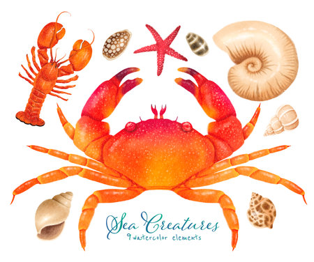 Set of Sea creature watercolor hand paintedの写真素材