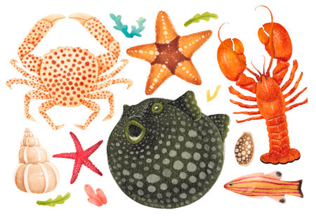 Sea creatures watercolour hand painted illustrationsの写真素材