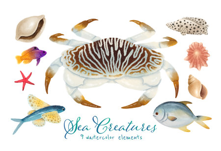 Set of Sea creature watercolor hand paintedの写真素材
