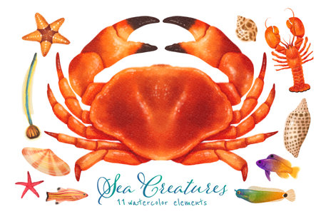 Set of Sea creature watercolor hand paintedの写真素材