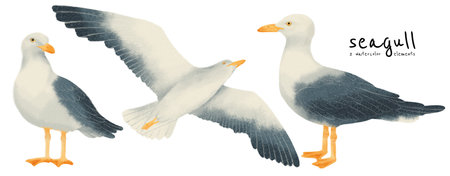Seagull birds watercolor styles setの写真素材