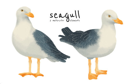 Seagull birds watercolor styles setの写真素材