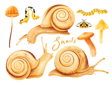 Snails with autumn forest elements illustration watercolor stylesの写真素材