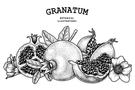 Pomegranate fruit hand drawn retro illustrationのイラスト素材