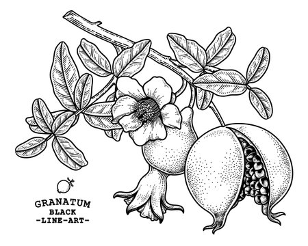Pomegranate fruit hand drawn retro illustrationのイラスト素材