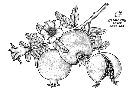 Pomegranate fruit hand drawn retro illustrationのイラスト素材
