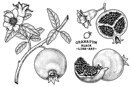 Pomegranate fruit hand drawn retro illustrationのイラスト素材
