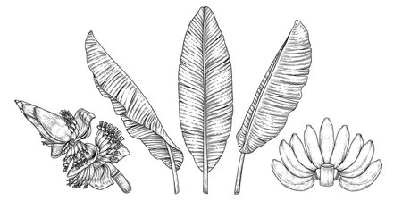 Banana fruit leaves and blossom hand drawn retro illustrationのイラスト素材