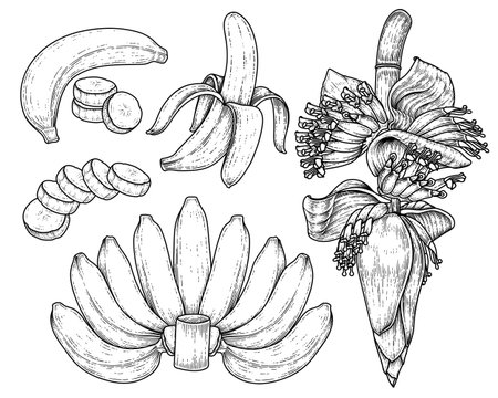 Set of banana fruit and banana blossom hand drawn sketchのイラスト素材