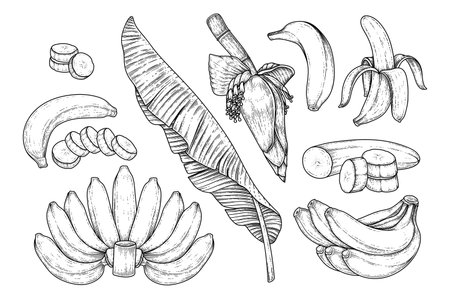 Set of banana fruit leaf and banana blossom hand drawn sketchのイラスト素材