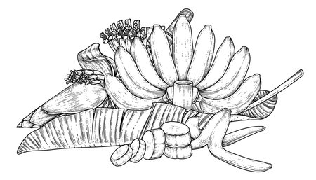 Set of banana fruit leaf and banana blossom hand drawn sketchのイラスト素材