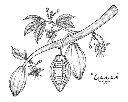 Cacao branch with fruits leaves and flowers hand drawn illustrationのイラスト素材