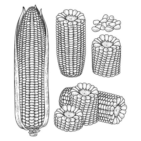 Set of ripe corn hand drawn sketch vector illustrationのイラスト素材