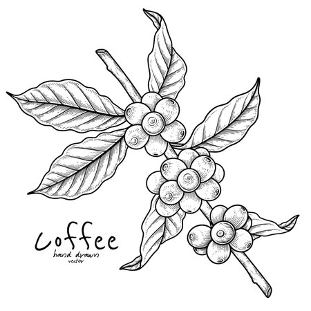 Branch of coffee with fruits Hand drawn illustrationのイラスト素材