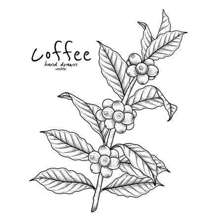 Branch of coffee with fruits Hand drawn illustrationのイラスト素材