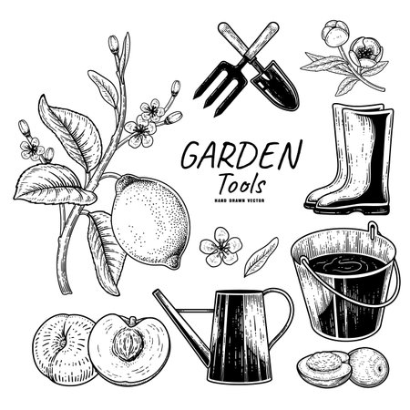 Sketch vector set of gardening tools. Fork, Trowel, Bucket, Watering can, Boots, Lemon branch, Peach and Olive Hand drawn illustrationのイラスト素材