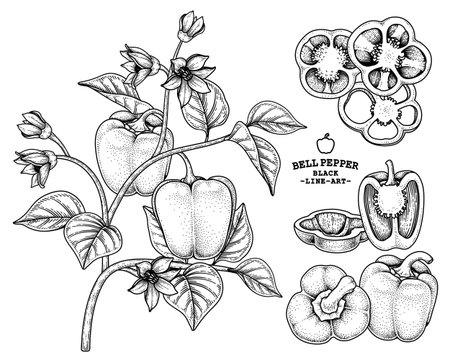 Set of bell pepper hand drawn elements botanical illustrationのイラスト素材