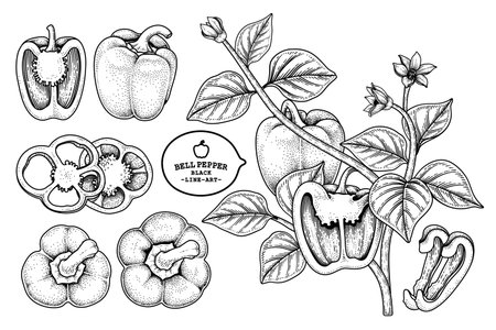Set of bell pepper hand drawn elements botanical illustrationのイラスト素材