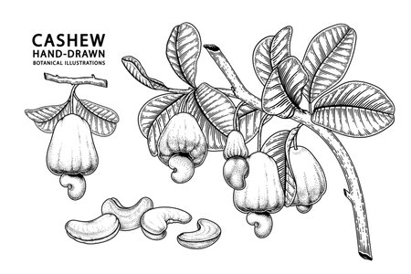 Set of cashew fruit hand drawn elements botanical illustrationのイラスト素材