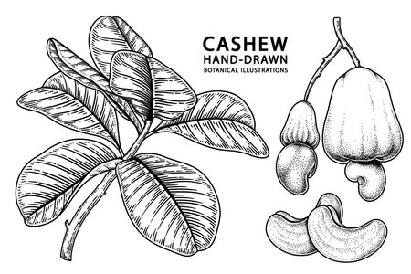 Set of cashew fruit hand drawn elements botanical illustrationのイラスト素材