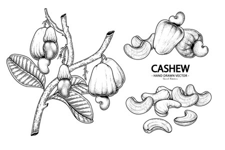 Set of cashew fruit hand drawn elements botanical illustrationのイラスト素材