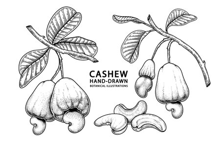 Set of cashew fruit hand drawn elements botanical illustrationのイラスト素材