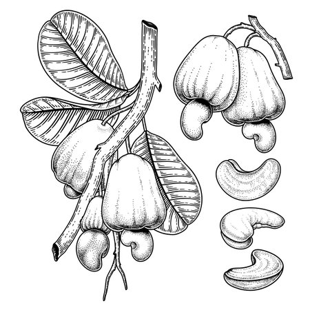 Set of cashew fruit hand drawn elements botanical illustrationのイラスト素材